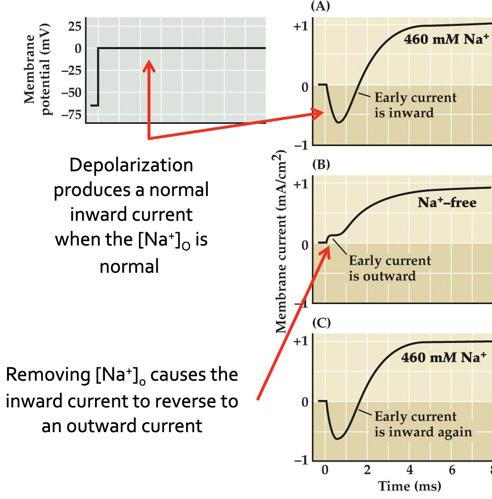<p>it would make $$E_{Na}$$ negative; if permeability to sodium is increased under this condition, sodium should flow outward (here, the electrochemical gradient has been reversed).</p>