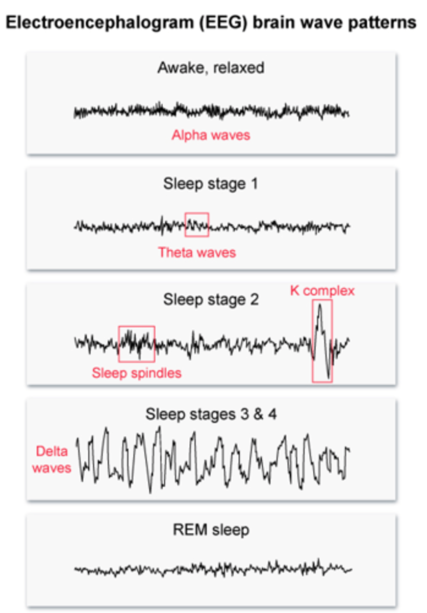 <p>theta<br><br>note<br>awake/alert: beta<br>awake/relaxed: alpha</p>