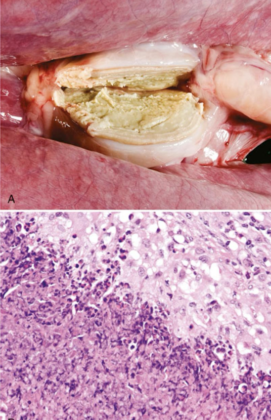 <p>What is this an image of?</p>