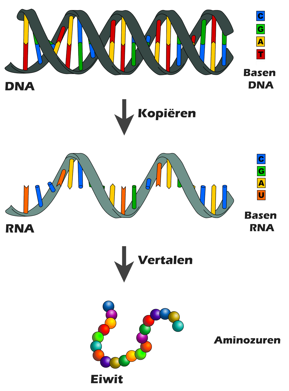 <p>Proteïnen en nucleotiden.</p>