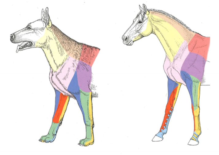 <p>Vad innerverar turkos?</p>