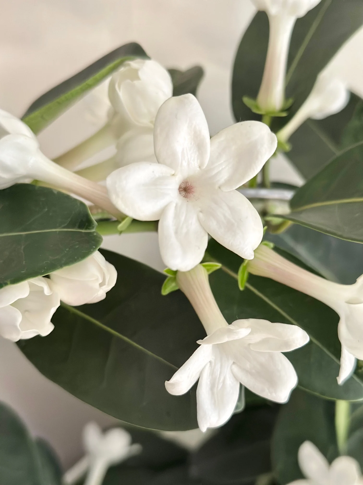 <p>Stephanotis</p>