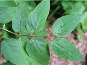 <p><em>Lonicera canadensis</em></p>