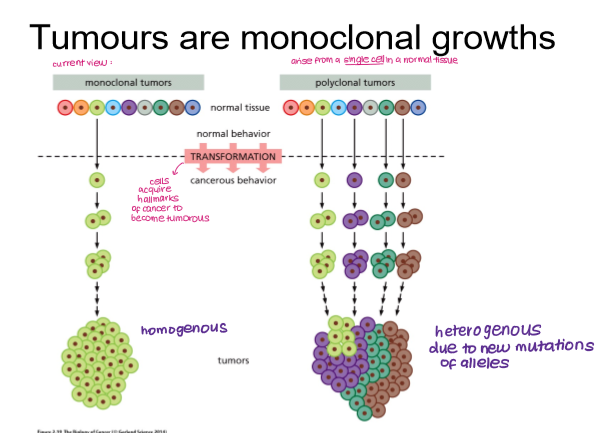 <p>monoclonal</p><p>arise from single cell in a normal tissue, forming a homogeneous tumour that can acquire mutations and become heterogeneous</p>