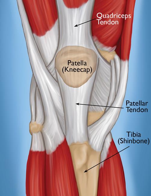 <p><span>Palpate the patella medially laterally and the apex. Move the patella side of side across the femur (medial and lateral glides). Palpate the patellar tendon between the apex and the tibial tuberosity.</span></p>