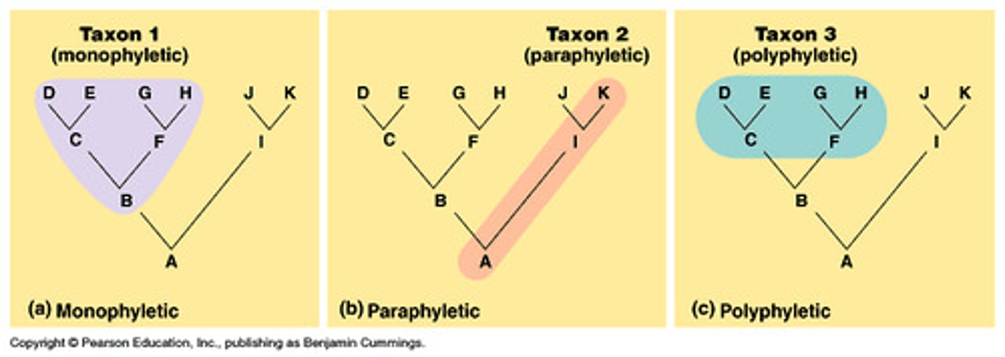 <p>a taxonomic group that includes a common ancestor and some, but nit all of its descendants</p>