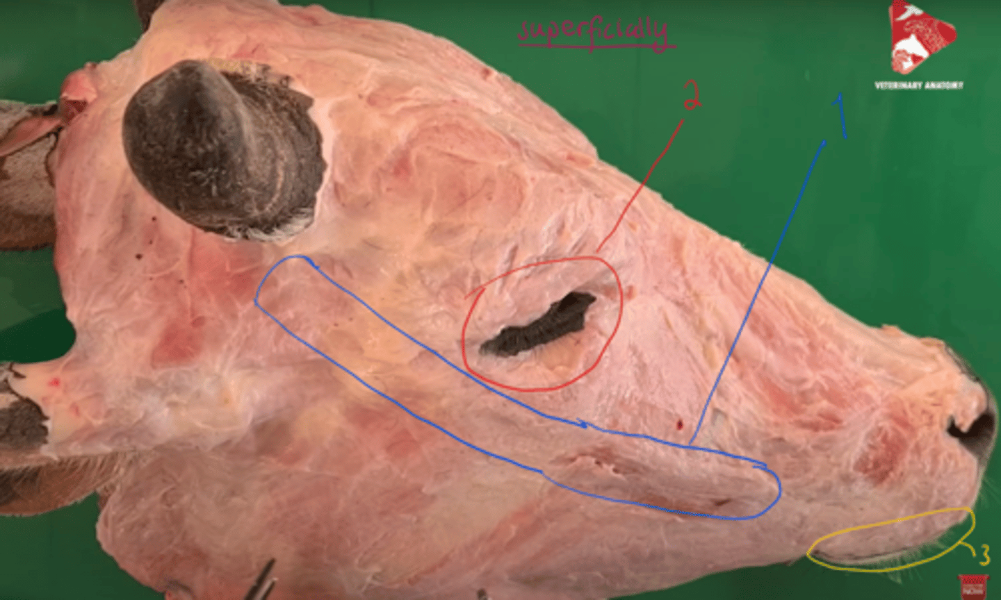 <p>identify the muscles, seen most superficially.</p>