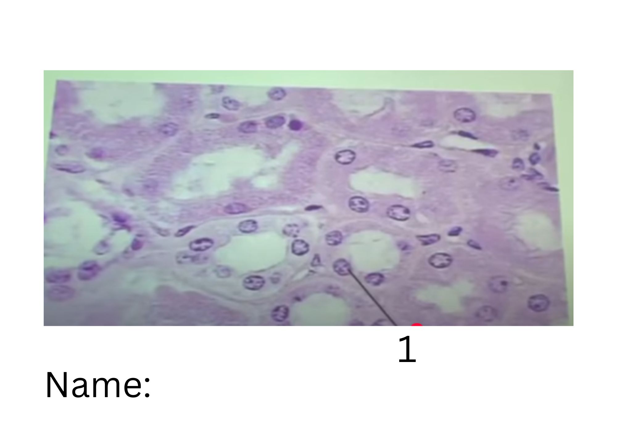term image