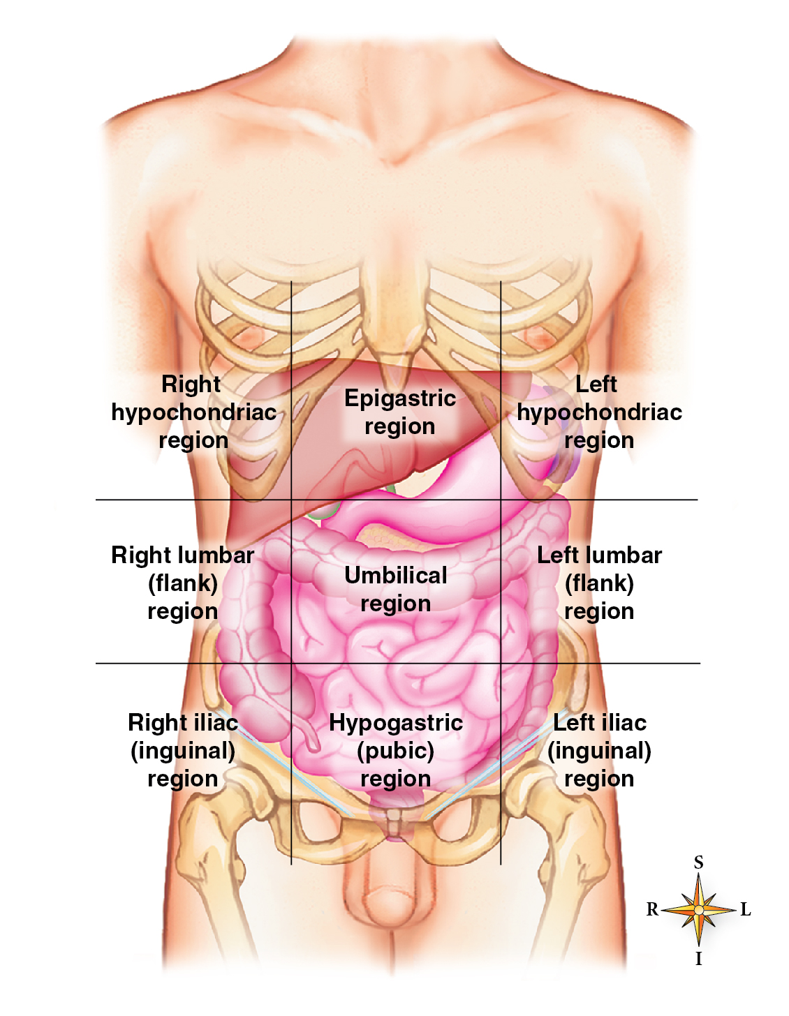 Nine regions of the abdominopelvic cavity