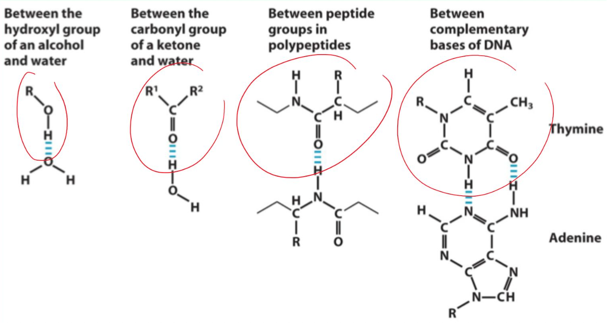 <p>Alcohol ↔ water <br>Carbonyl ↔ water <br>Peptide backbone ↔ peptide backbone <br>Complementary DNA bases</p>