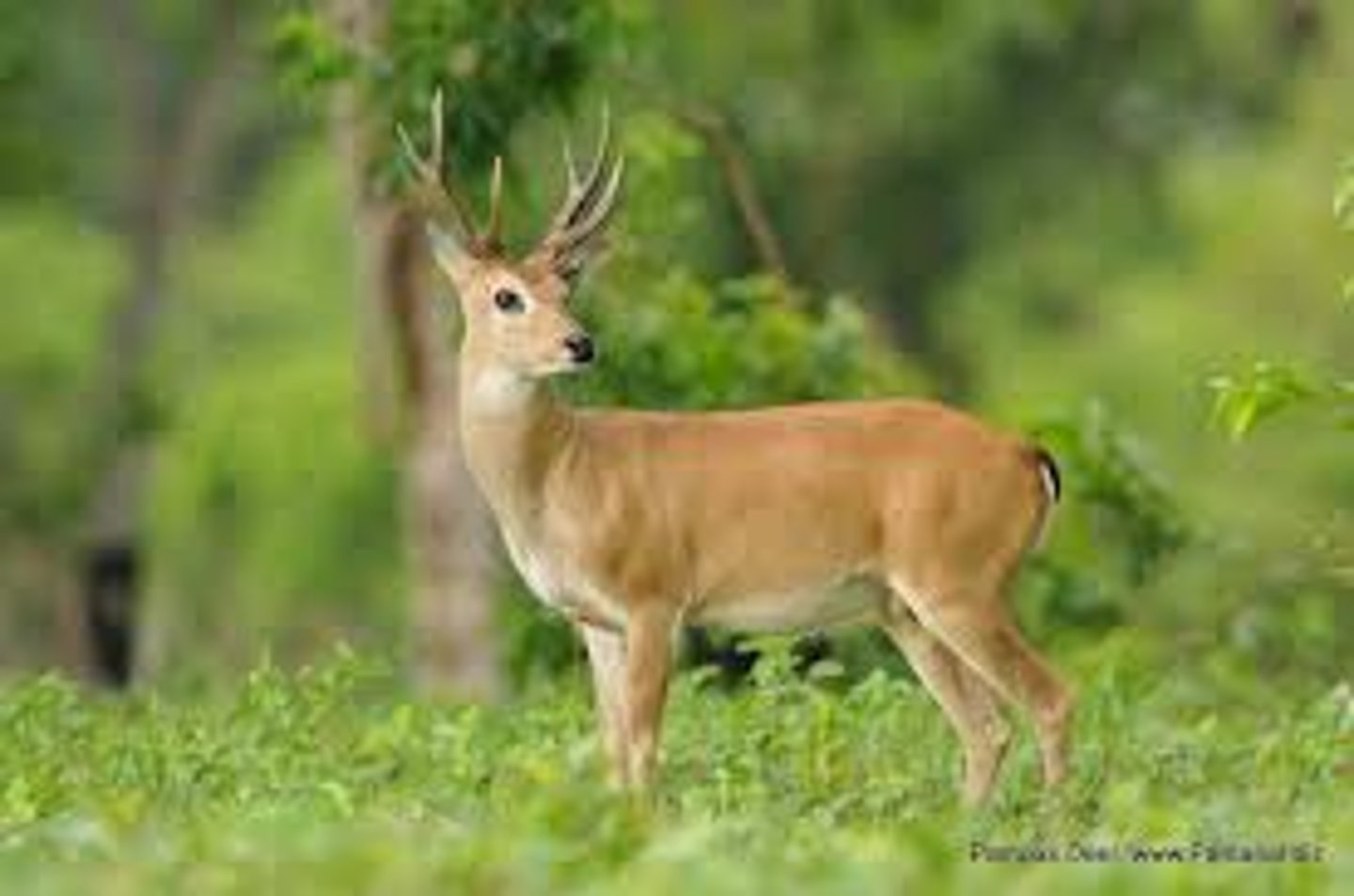 <p>star, deer</p>