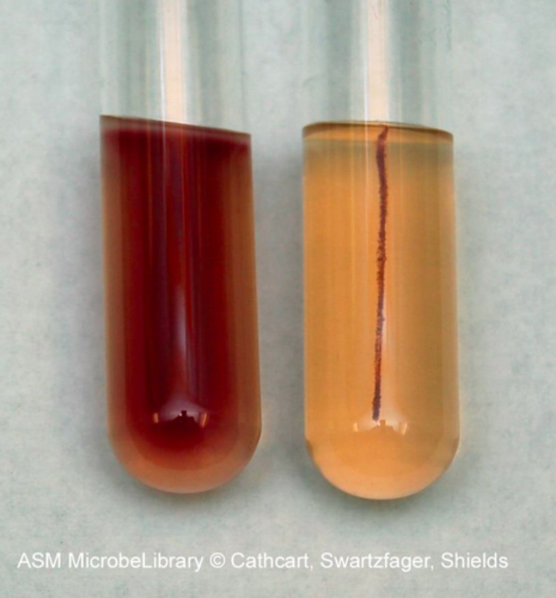 <p>1. tube is red throughout: mobile bacteria</p><p>2. tube has only red colour in stab line: Brownian movement</p>