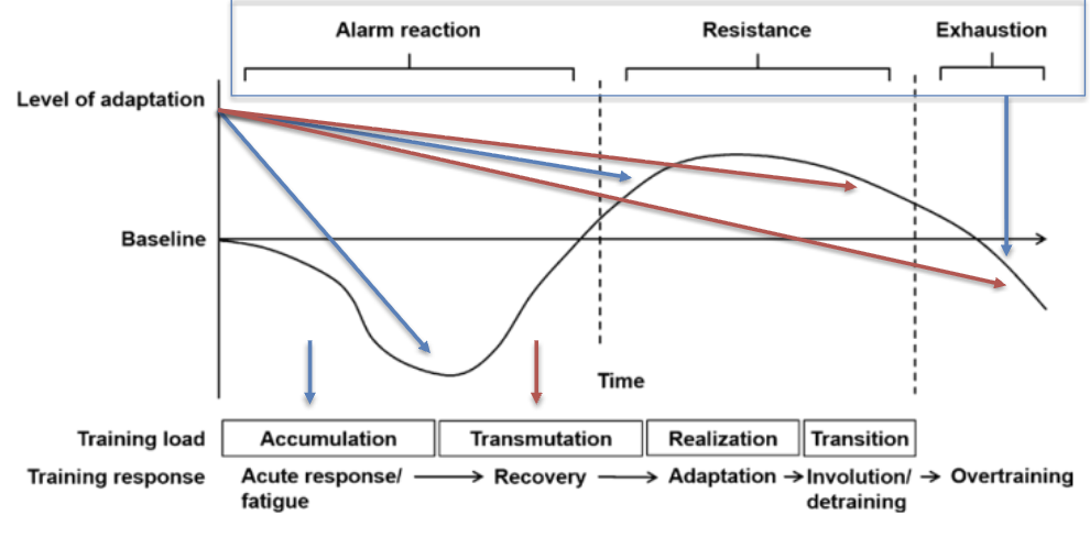 <p>General Adaptation Syndrome (GAS)</p>
