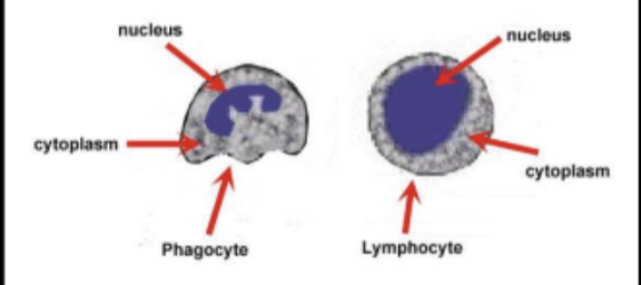 <p>white blood cells </p>