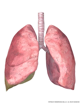 <p>concave inferior surface of each lung, rests upon the diaphragm </p>