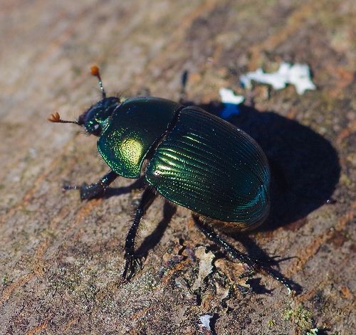 <p>Earth-boring dung beetle</p>