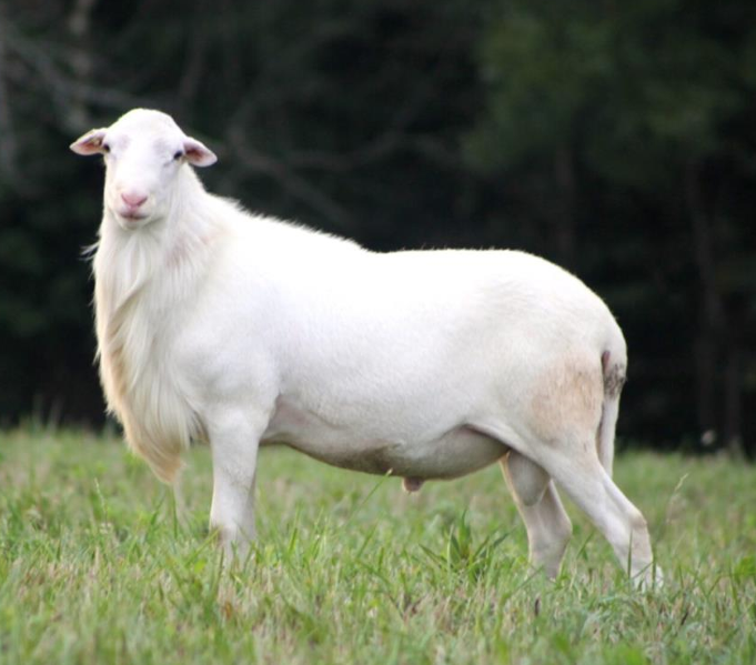 <ul><li><p>Originated in the Virgin Islands</p></li><li><p>White breed</p></li><li><p>Noted for their adaptability</p></li></ul><p></p>