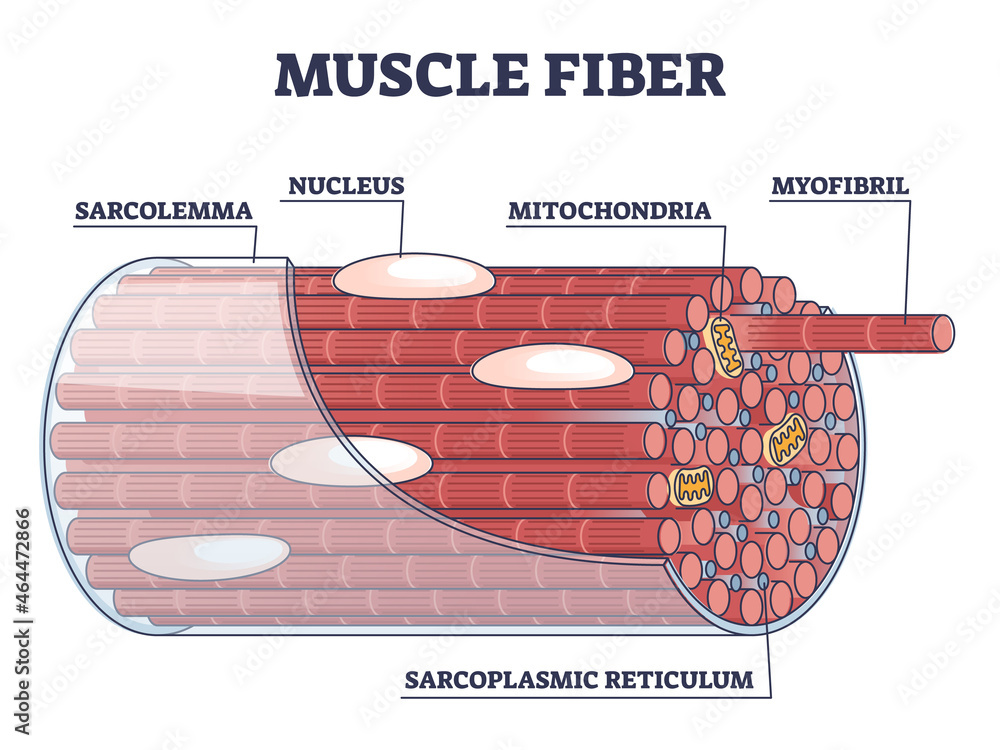 <p>composed of myofilaments; hundreds run together lengthwise to make up muscle fibers</p>