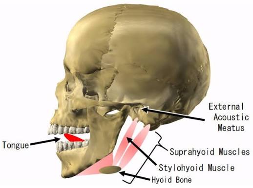 <p><span>a tube-like structure that connects the outer ear to the middle ear.</span></p>