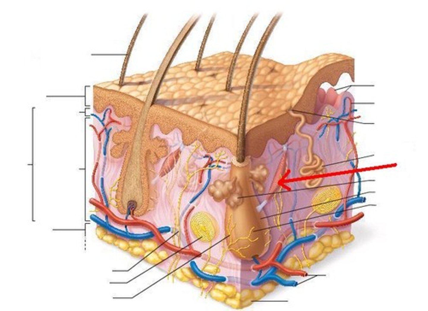 <p>goosebumps, generate heat, smooth muscle</p>