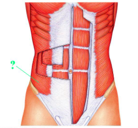 <p><span>Identify the indicated muscle.</span></p>