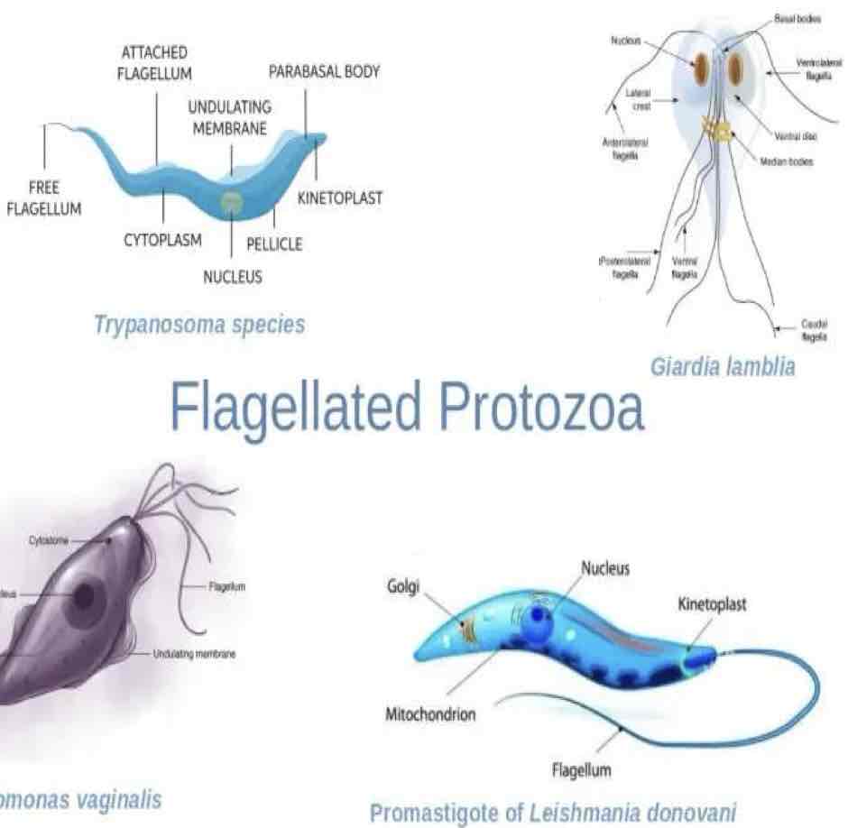 <p>Flagellates</p><p>-ex: <em>Trypanosoma spp., Leishmania spp., Giardia spp.</em>, &amp; <em>Tritrichomonas spp.</em></p>