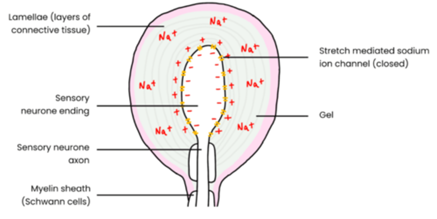 <ul><li><p>lamellae: layers of connective tissue</p></li><li><p>gel surrounding these tissue allowing diffusion/movement of sodium ions</p></li><li><p>sensory neuron running in middle with negative charge inside</p></li><li><p>sodium ion channels connected to membrane of sensory neurons which open in response to mechanical pressure → depolarization in sensory neuron</p></li></ul><p></p>