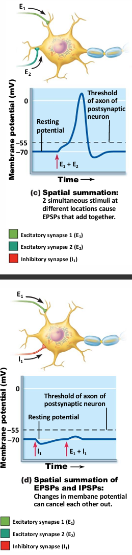 <p>Postsynaptic neuron stimulated simultaneously by large number of terminals at same time</p>