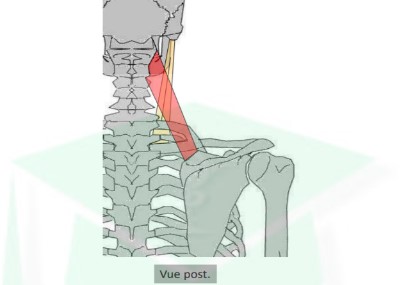 <ul><li><p>origine : processus transverse C1 à C4</p></li><li><p>terminaison : angle sup de la scapula</p></li></ul>