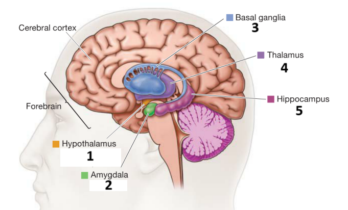 <p>Main functions</p>