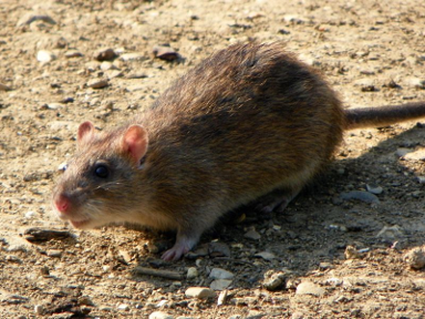 <p><em><span>Rattus norvegicus</span></em></p>