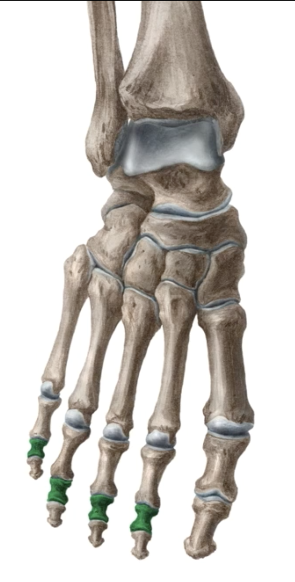 <p>What is this bone? </p>