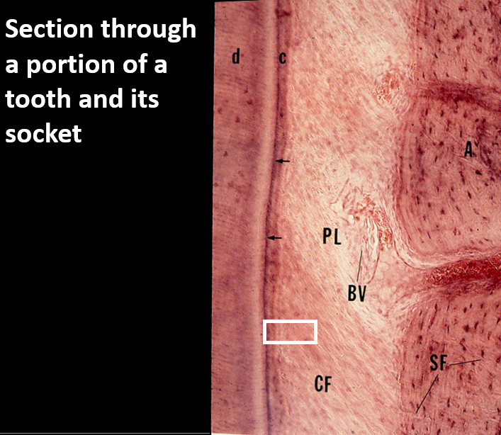 <p>Identify these structures</p>