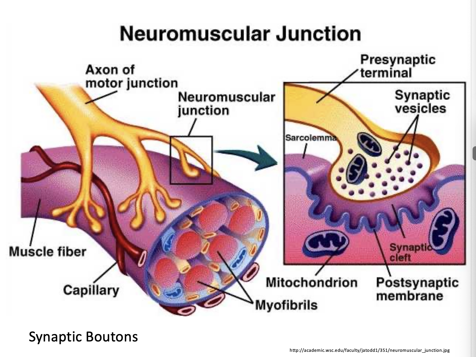 <p>Images of the NMJ </p>