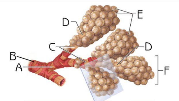 <p>What structure is indicated by B</p>