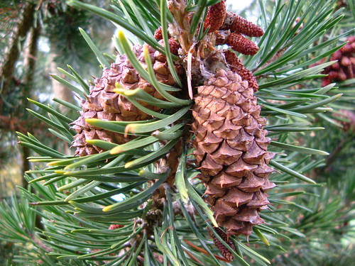 (Pinus contorta)