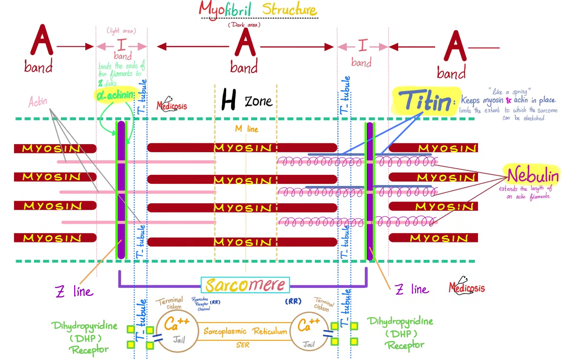 <ul><li><p>titine</p><ul><li><p>“veer”</p></li><li><p>verbinding Z-lijn en M-lijn → houdt actine en myosine op z’n plaats</p></li></ul></li><li><p>nebuline</p><ul><li><p>bepaalt lengte actine</p></li></ul></li><li><p>α-actinine</p><ul><li><p>verankert actine aan Z-lijn</p></li></ul></li></ul><p></p>