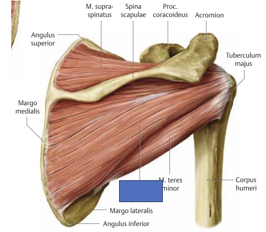 <p>m. infraspinatus → õlavarre välisrotatsioon-retroflektsioon-aduktsioon (odavise), liigese stabiliseerimine</p>