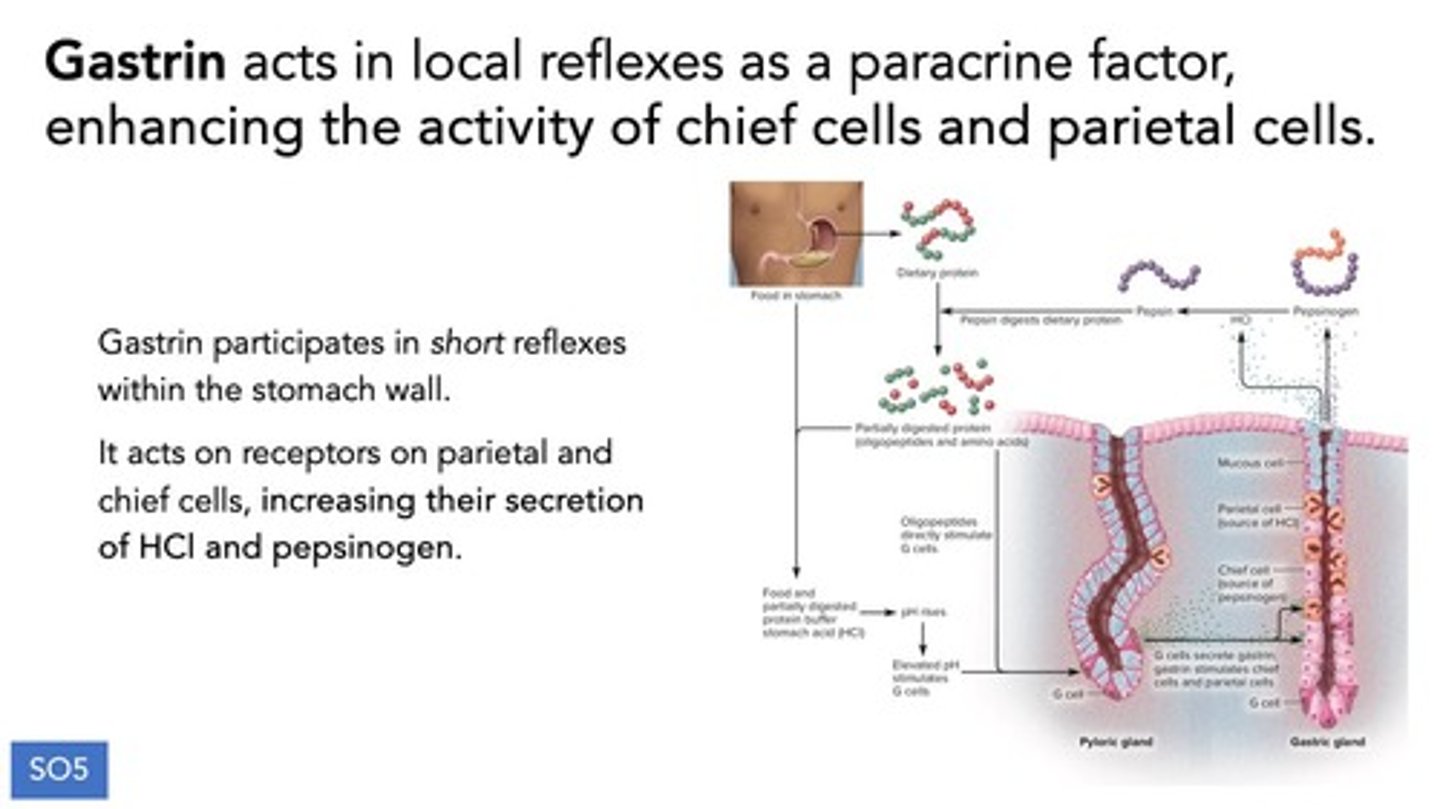 <p>It stimulates the secretions of cells within the gastric pits and affects the muscularis layer.</p>