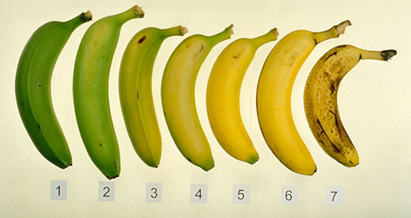 <p>-acts as a hormone to control cell division</p><p>-used to control ripening of fruit during storage and transport</p>