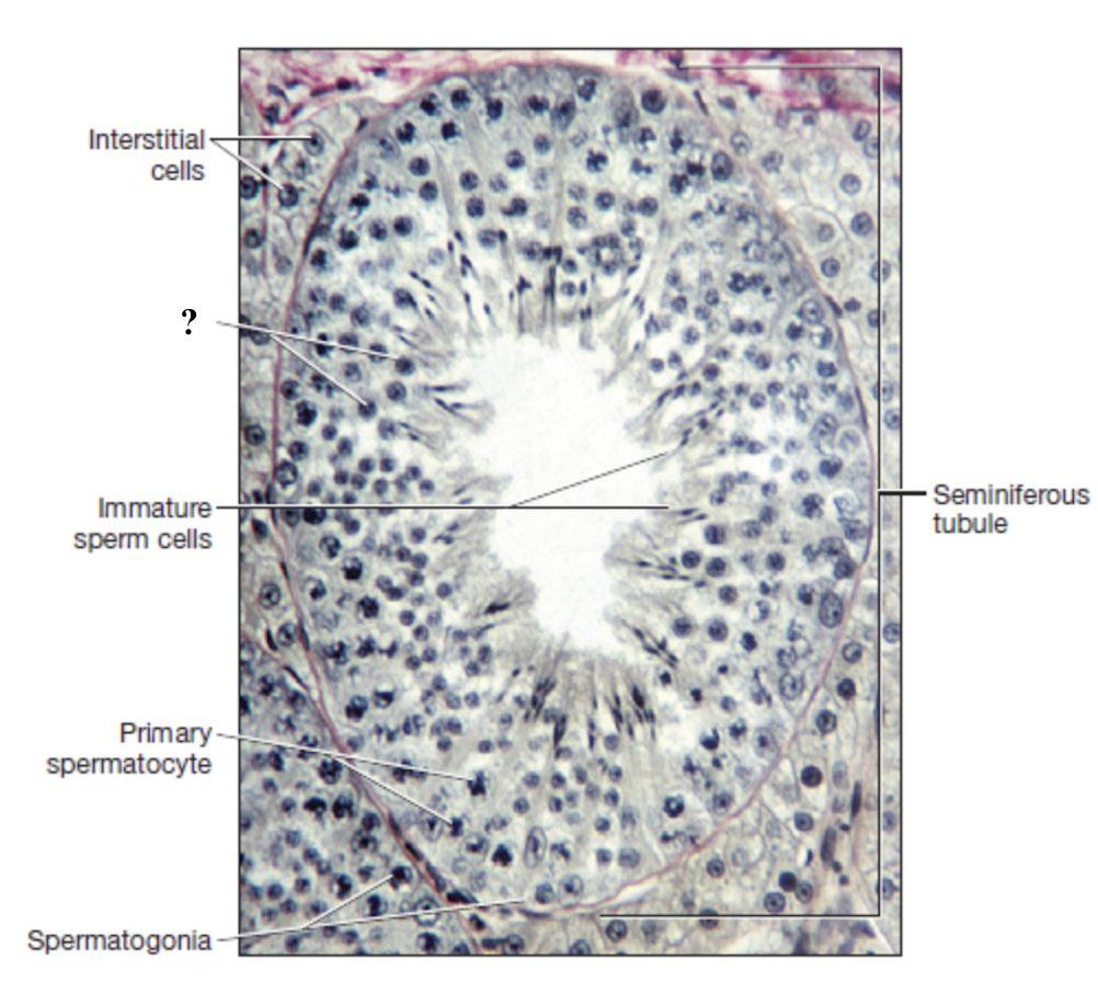 <p>produced after meiosis II </p><ul><li><p>haploid with 23 single-stranded chromosomes </p></li></ul><p></p>