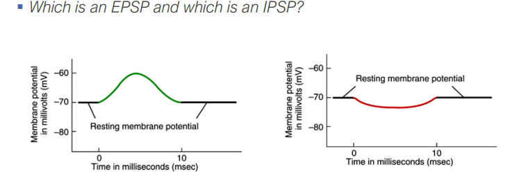 <ul><li><p><strong>EPSPs (Excitatory Post-Synaptic Potentials):</strong> Depolarize the membrane, making an action potential more likely. Ions involved: Na+, Ca2+.</p></li><li><p><strong>IPSPs (Inhibitory Post-Synaptic Potentials):</strong> Hyperpolarize the membrane, making an action potential less likely. Ions involved: Cl-, K+. </p></li></ul><p></p>