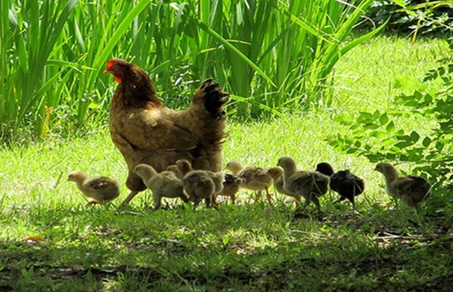 <p>breeding</p>