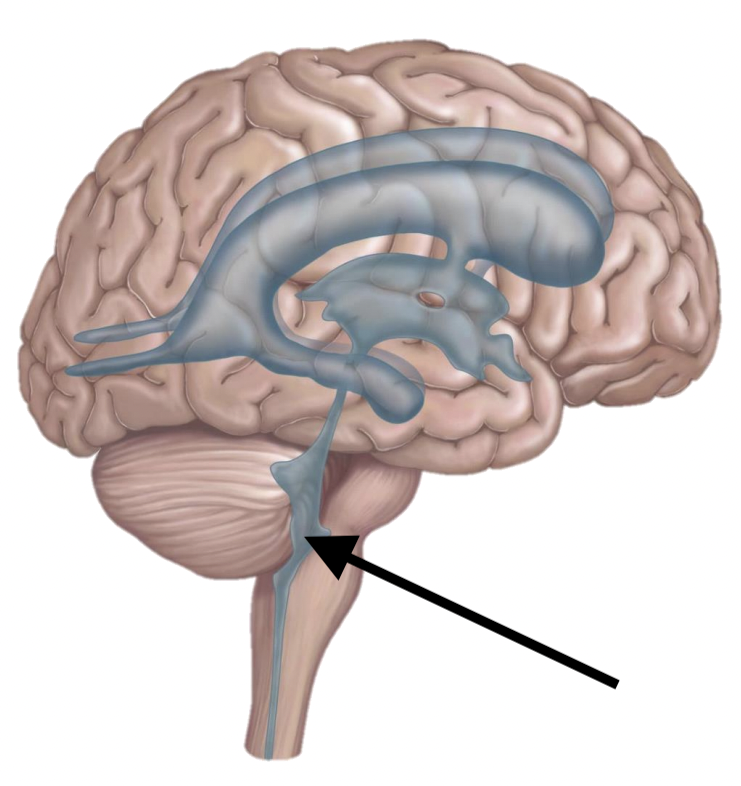 <p>Name the structure</p>