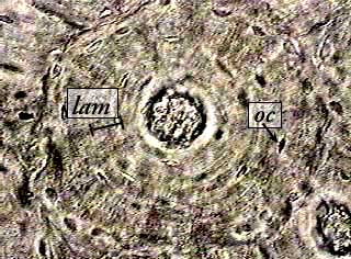<p>What is this tissue?</p>