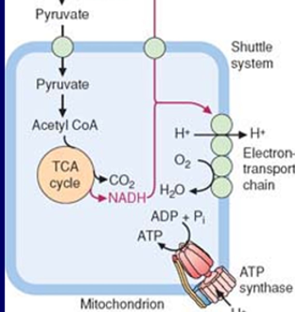 <p>-cytoplasmic reaction makes pyruvate (glycolysis)<br>-shuttles pyruvate into mitochondria<br>-inside matrix converts to ACoA<br>-TCA gives e- donor NADH (to complex 1) or FADH2 (to complex 3)</p>