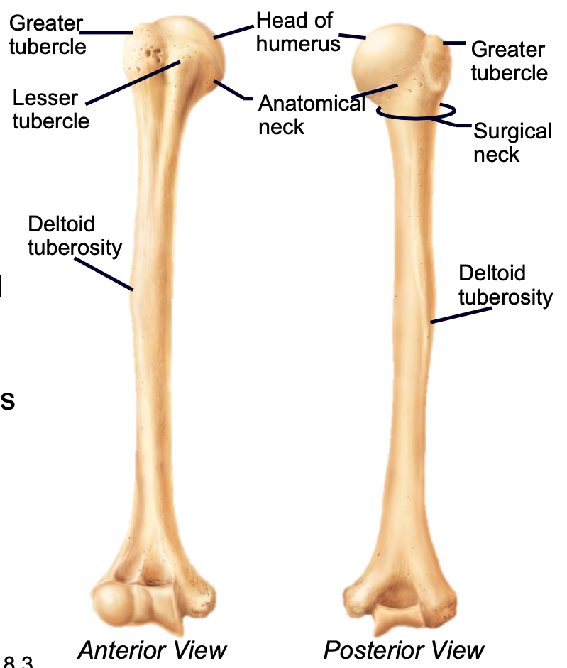 1. Appendicular skeleton 
2. Found in arm of upper limb 
3. Head articulates with scapula at the glenoid cavity
4. Distal end articulates with radius and ulna (elbow)
5. Greater and lesser tubercles are sites of muscle attachment
- Deltoid tuberosity is attachment for deltoid muscle
6. Most frequently fractures at the surgical neck
