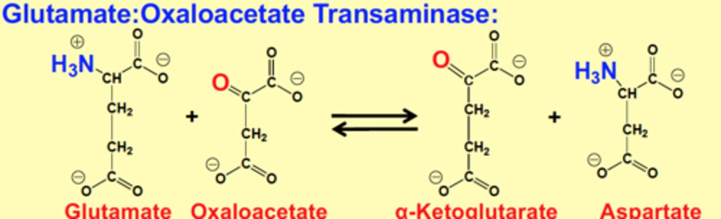 <p>Glutamate + Oxaloacetate &gt; α-Ketoglutarate + Aspartate<br><br>NH3 from glutamate and carboxyl from oxaloacetate is switched to form new products</p>