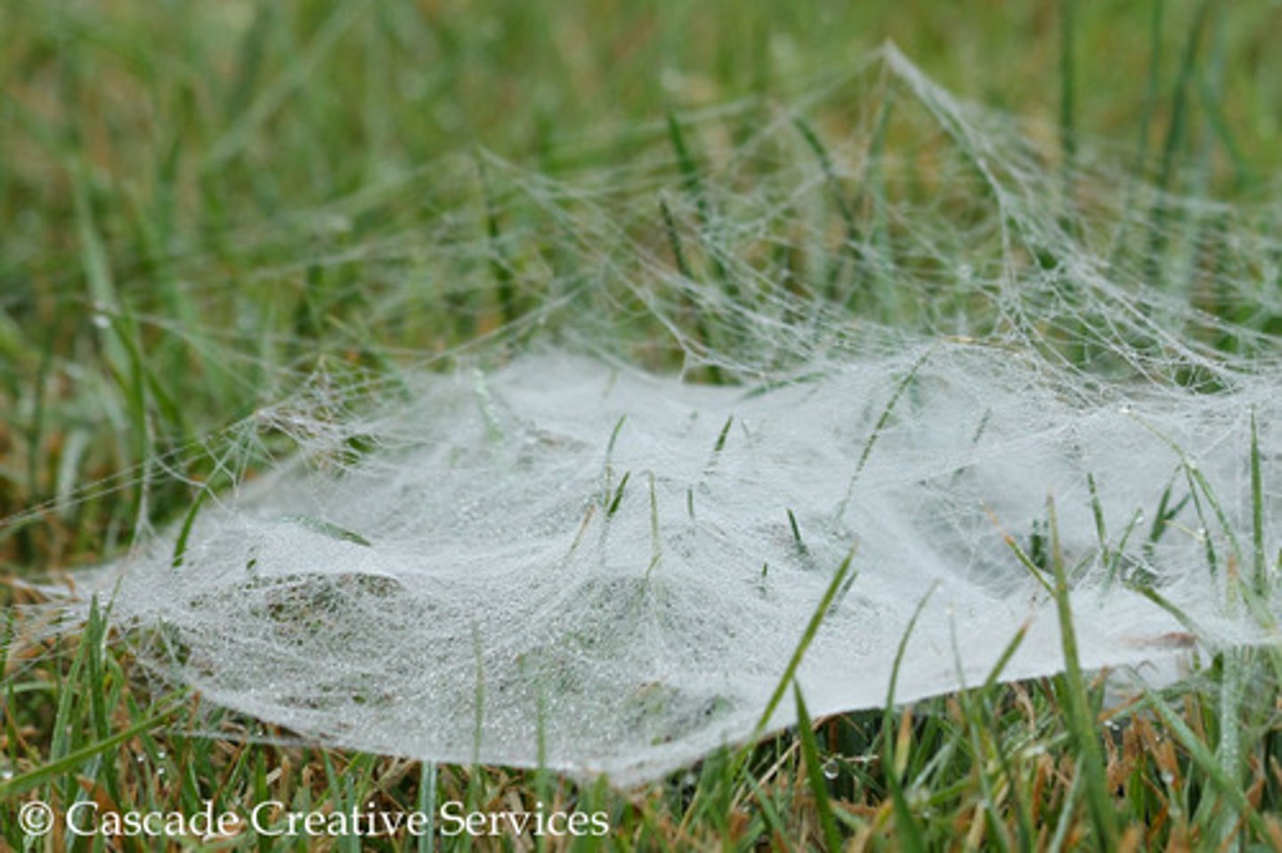 <p>The spider that weaves a sheet web on a small portion of the ground</p>