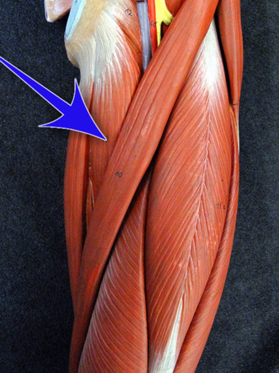 <p>Adducts and flexes thigh</p>